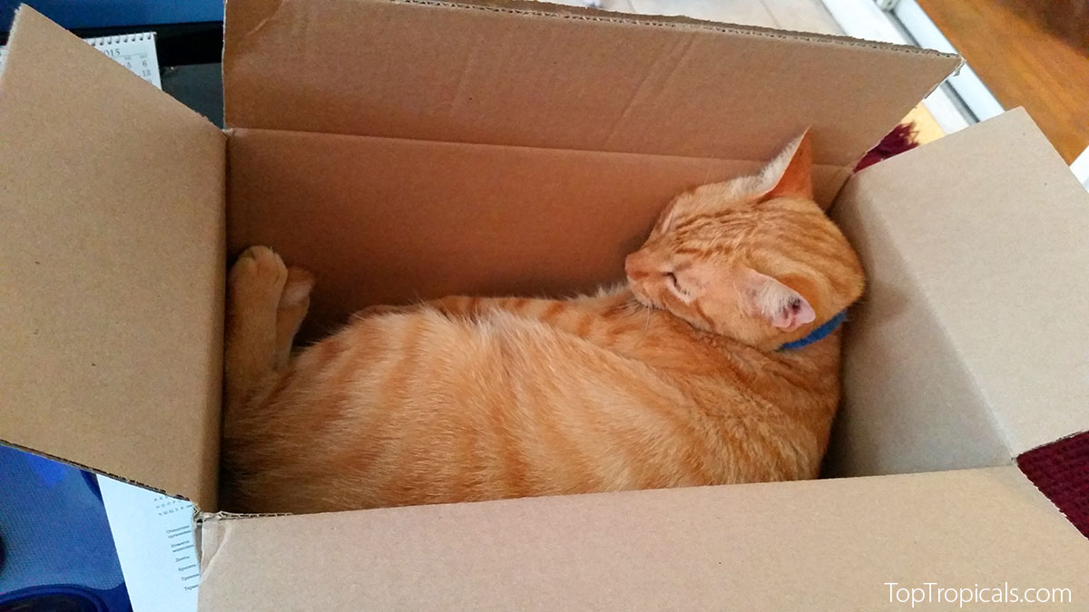 Cat in a box