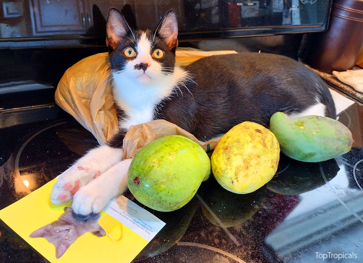 Cat with three mango fruit