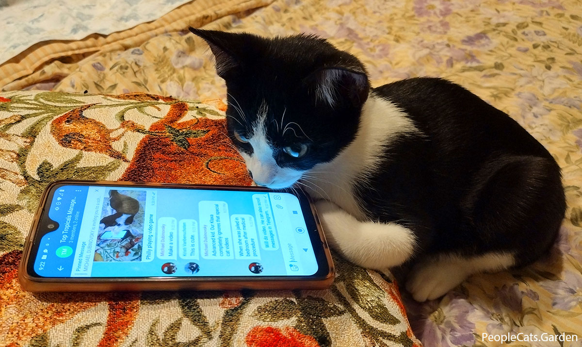 Cat texting telegram