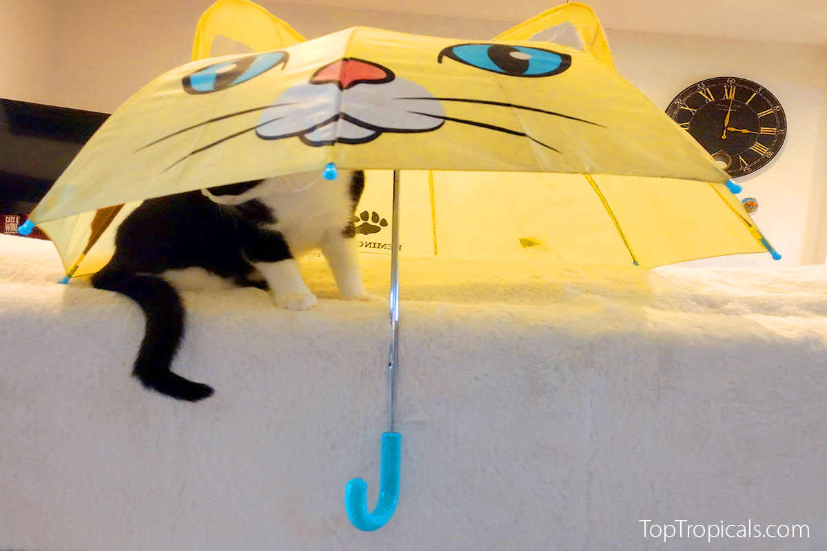 Cat with umbrella