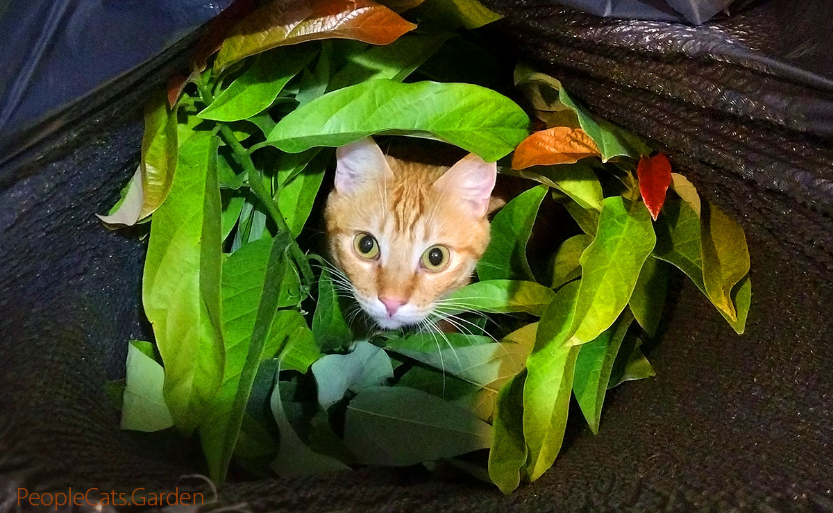 Cat with plants in a bag