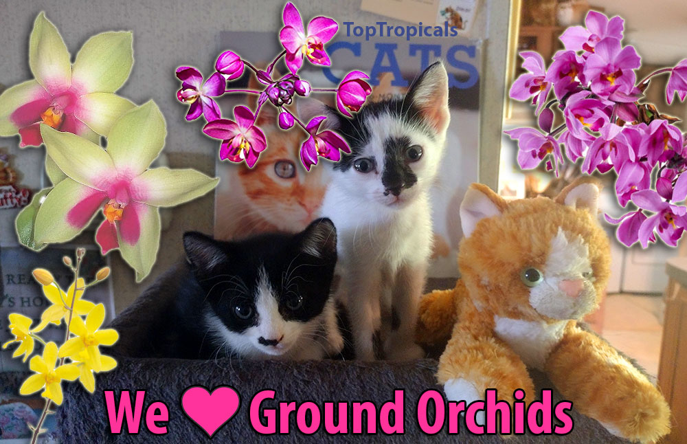 Kittens with Ground 
orchids