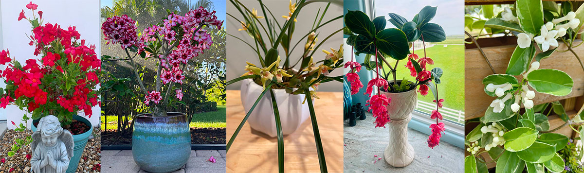 tropical flowering plants contest