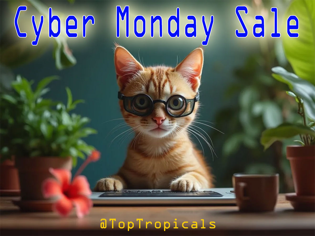 Cyber Monday Cat