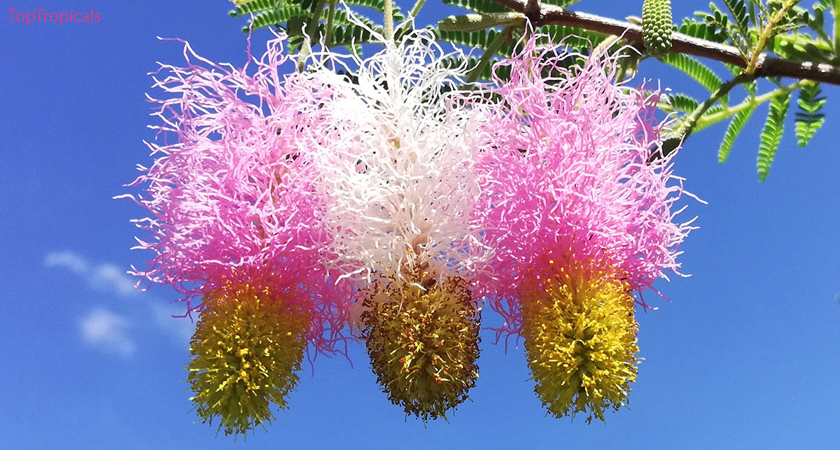 Dichrostachys cinerea - Princess Earrings, Sickle bush