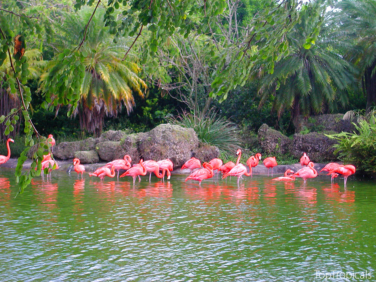Flamingo pond