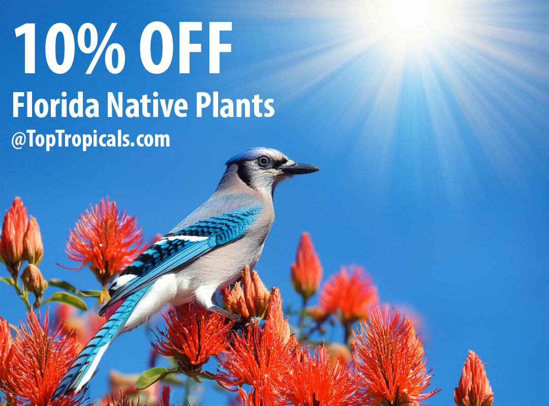 Florida Native Plant Sale