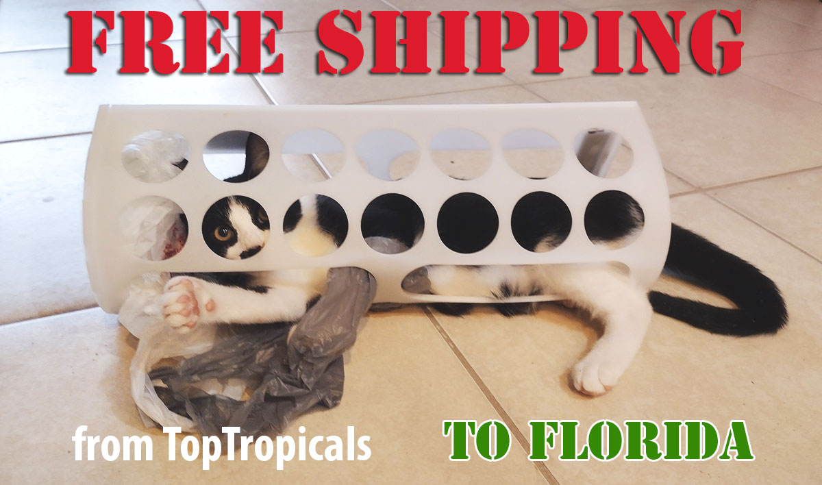 Cat with free shipping