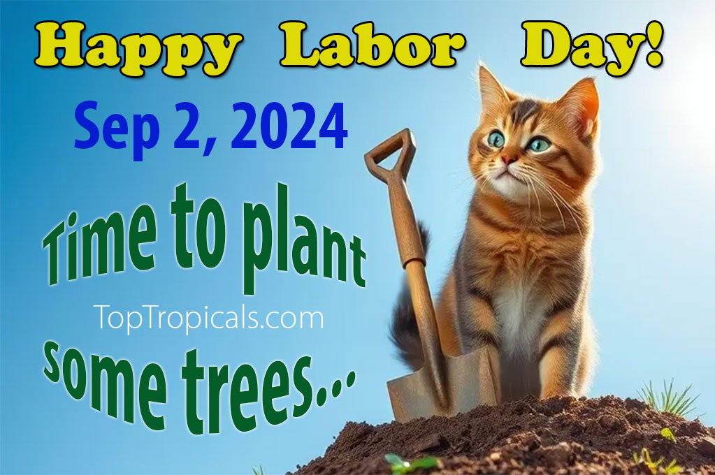 Happy Labor Day Cat