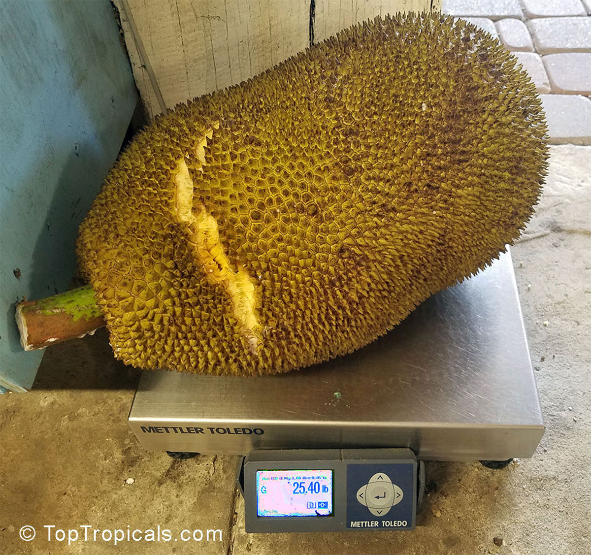 Jackfruit on scales