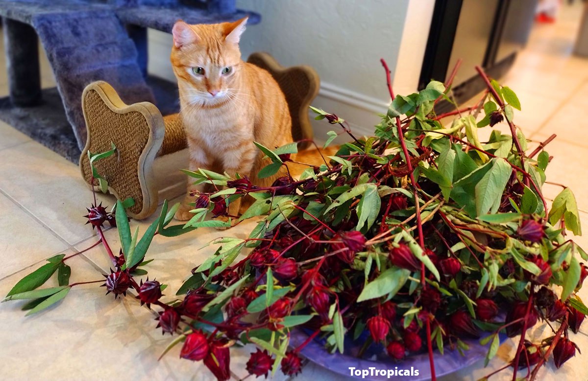 Hibiscus sabdariffa - Flor de Jamaica, Karkade Sorrel, Roselle