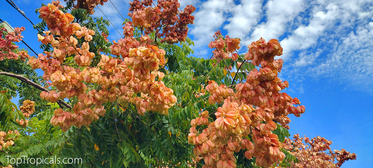 Golden Rain Tree flowers 