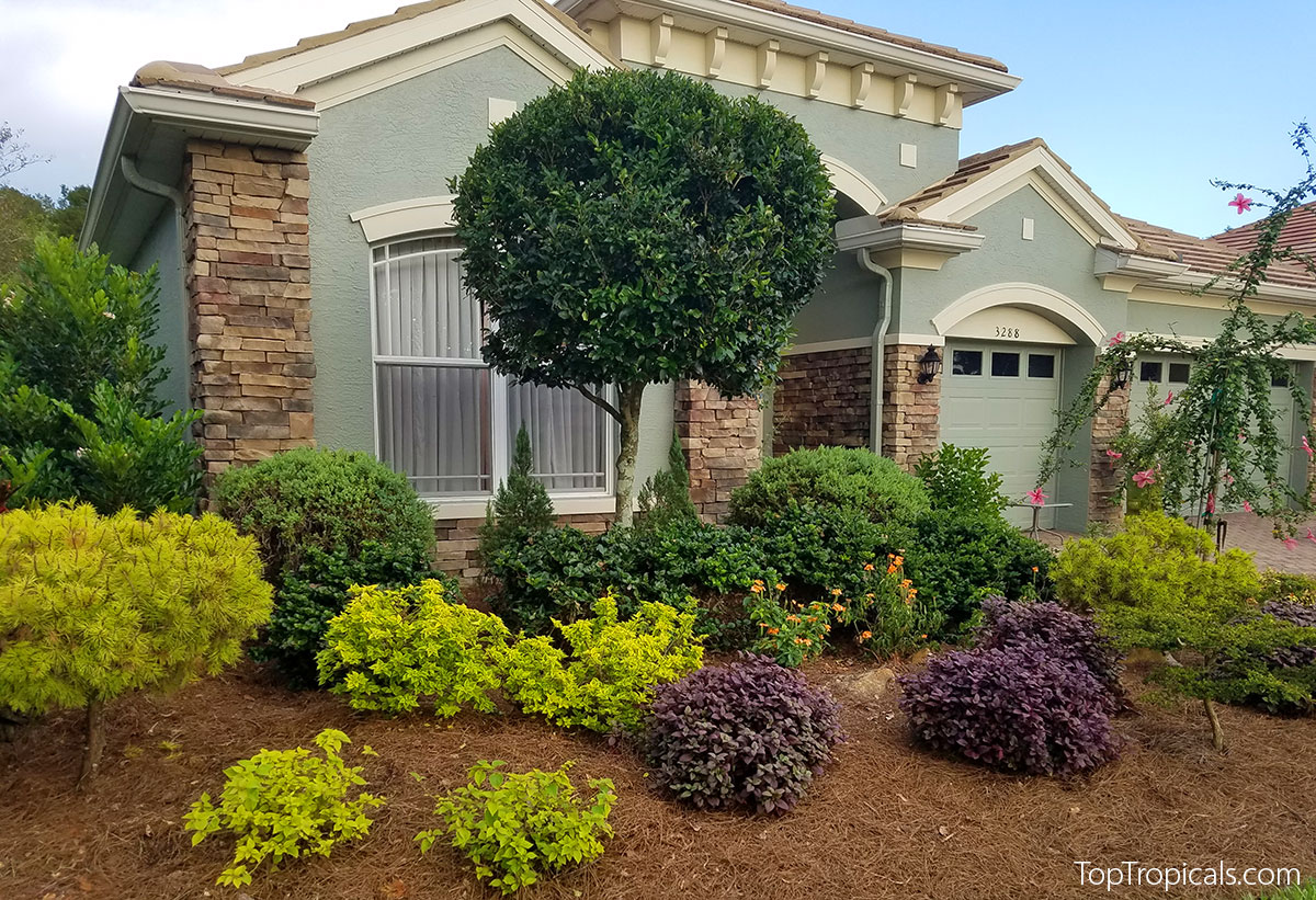 Florida landscape