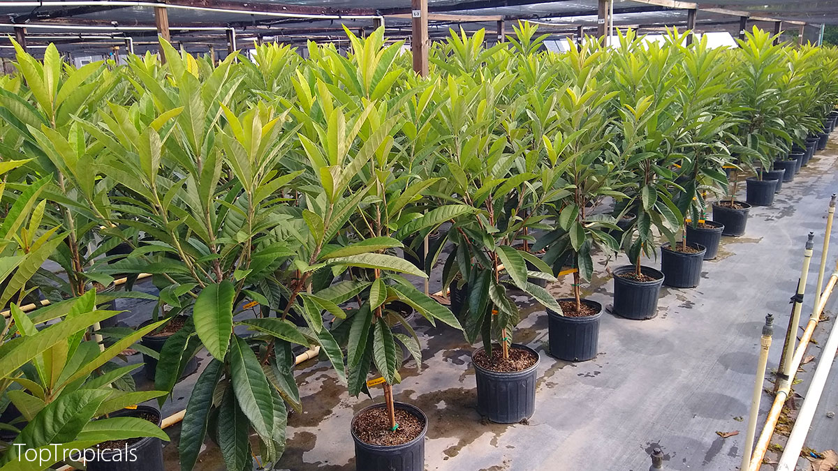 Loquat trees in containers