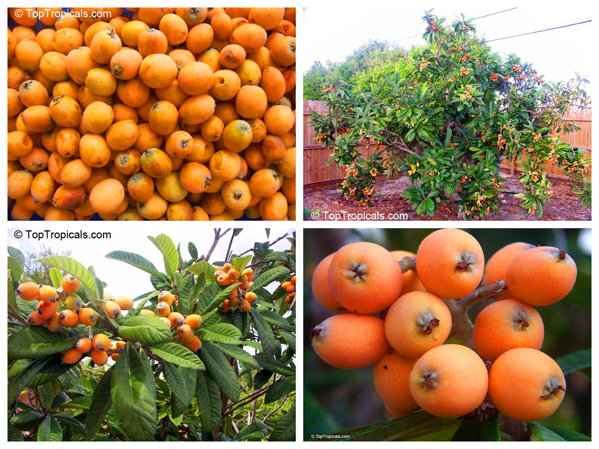 Loquat - Eriobotrya japonica