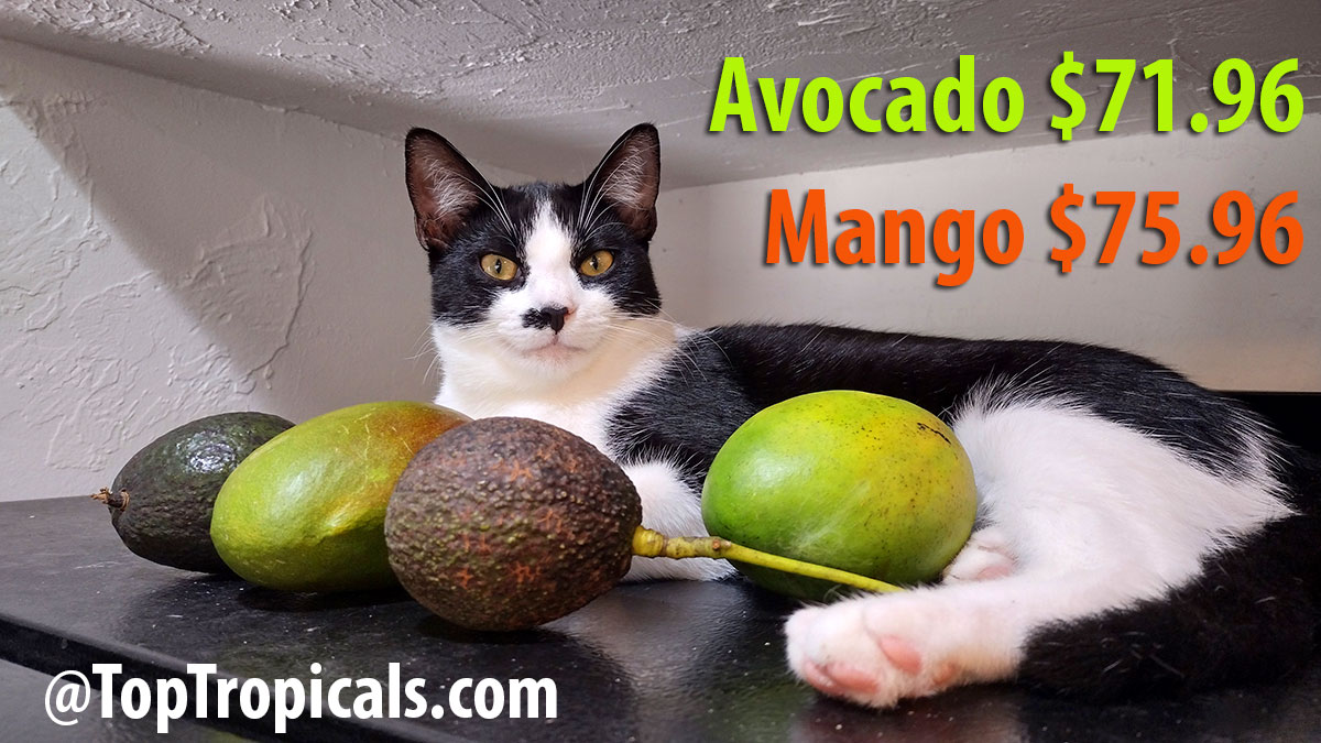 Cat with mango and avocado fruit
