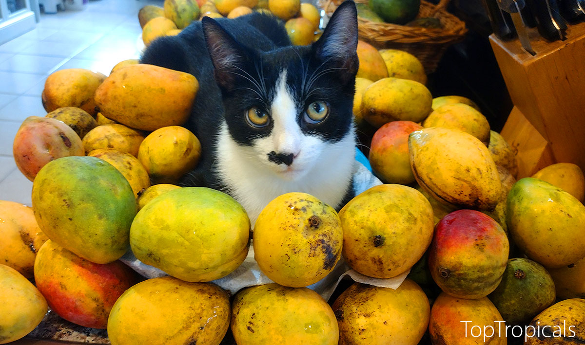 Cat with mango fruit