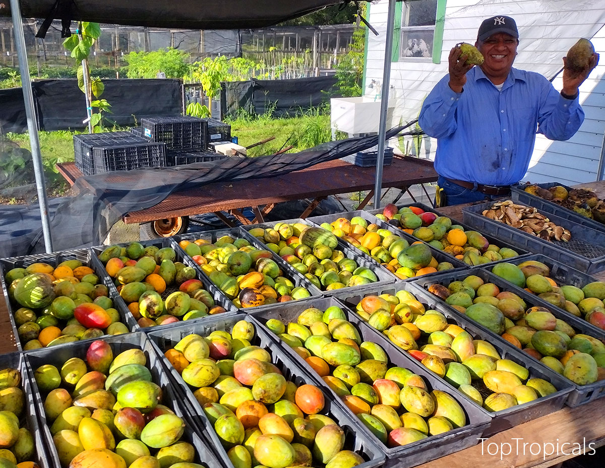Mango fruit display