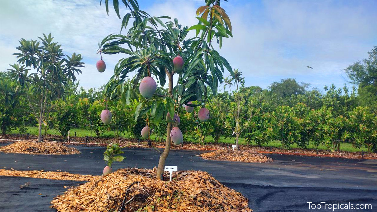 Mango tree with colorful fruit