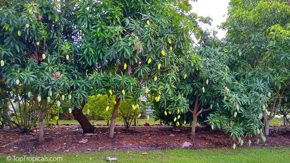 Mango trees with fruit
