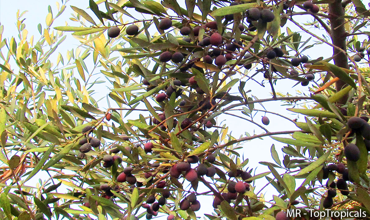Branch of olives