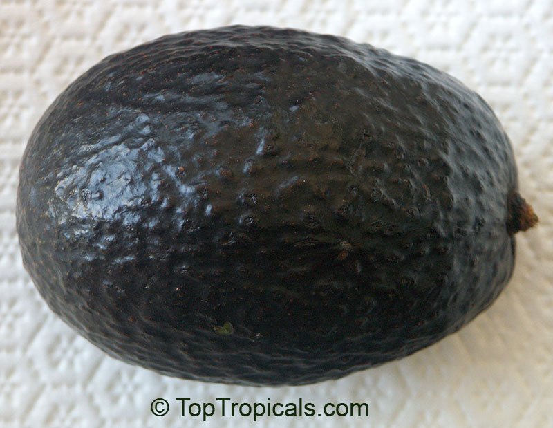 Avocado Oro Negro