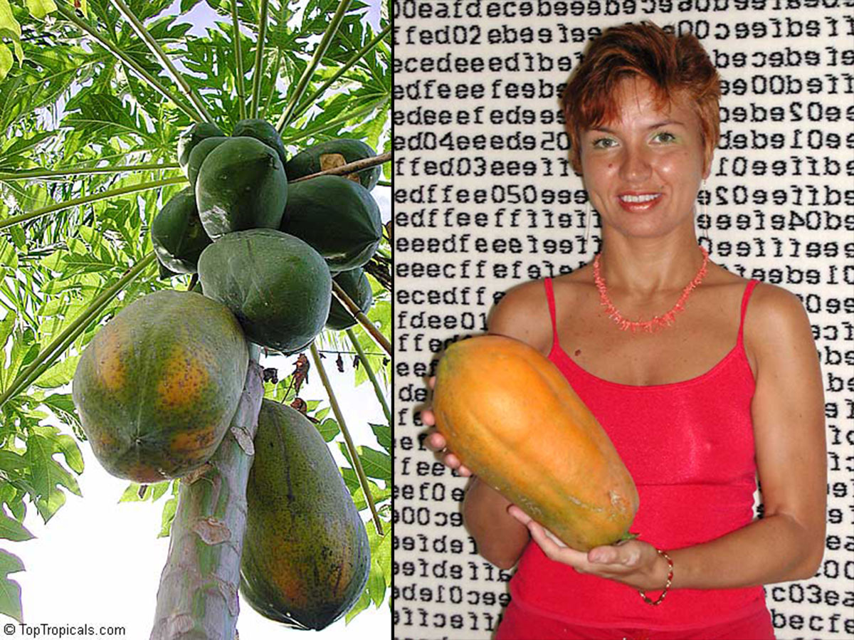 Papaya tree and fruit