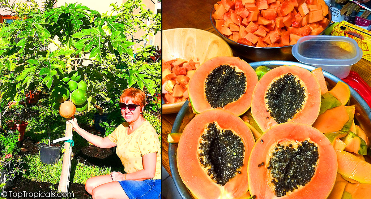 Papaya tree and fruit