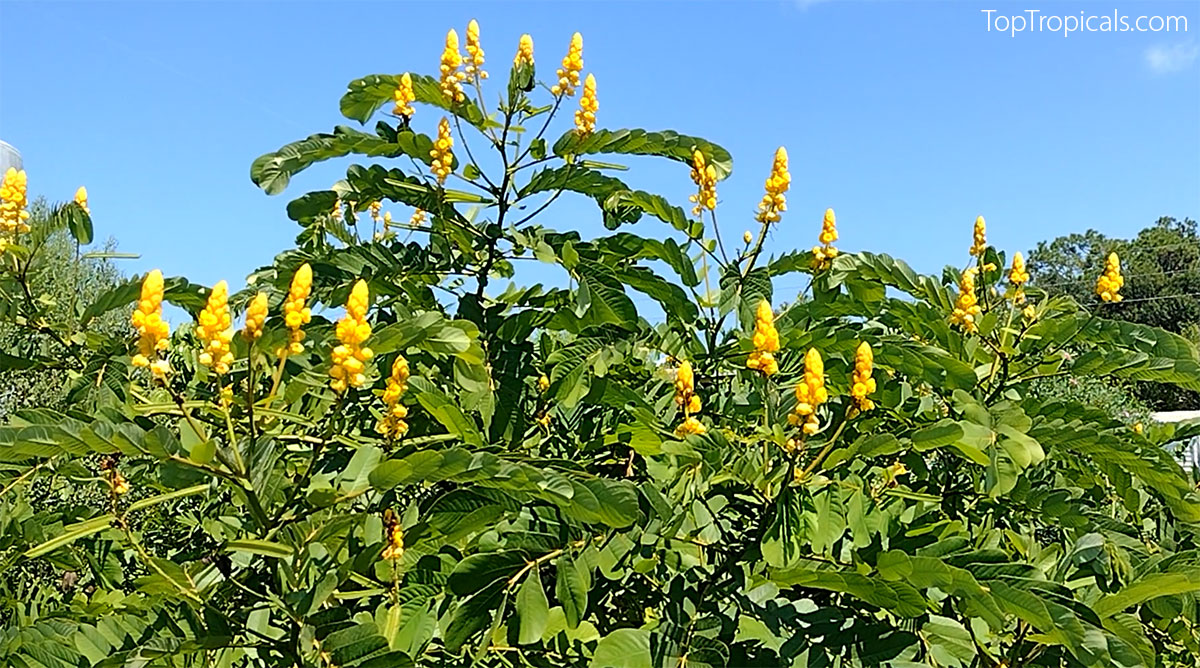 Senna alata - Empress Candle, Candelabra Plant