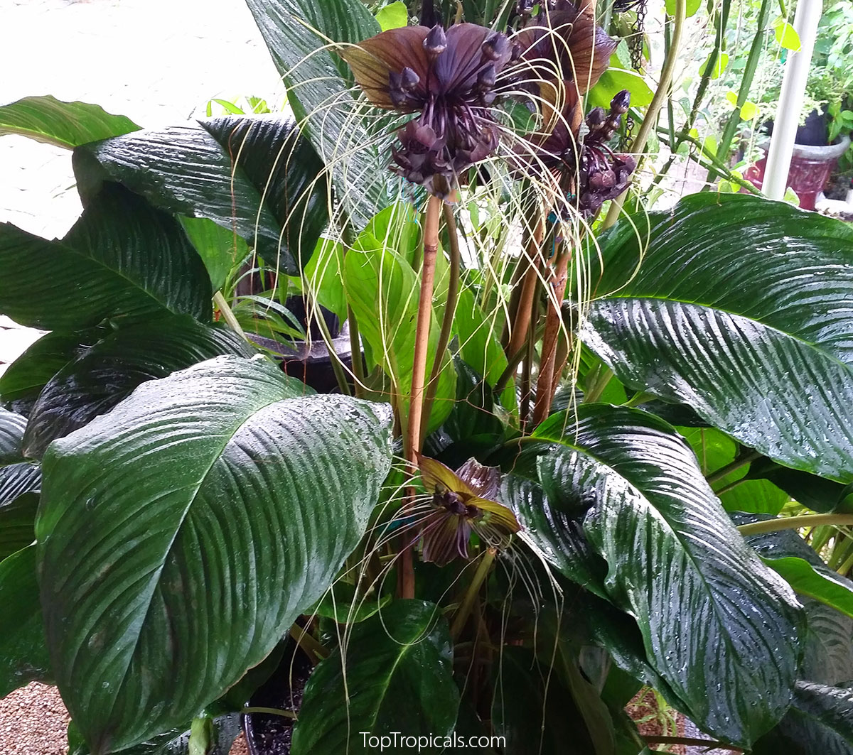 Tacca chantrieri - Bat Head Lily