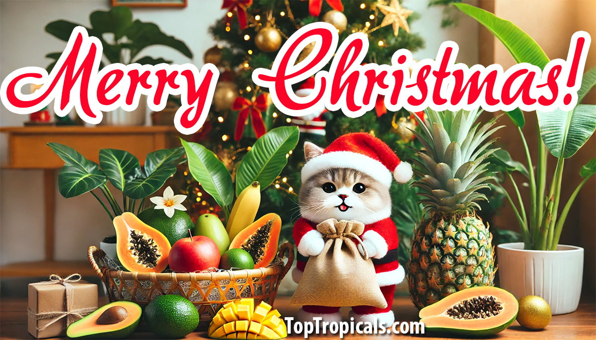 Santa Kitty with tropical plants, fruit and gifts