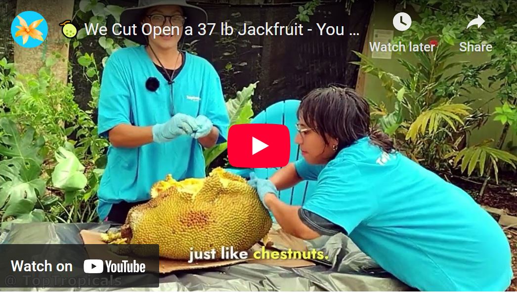 Two people in blue shirts cutting open a large 37-pound Jackedak Jackfruit on an outdoor table, revealing bright yellow fruit inside.