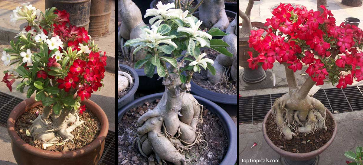 Adeniums in pots