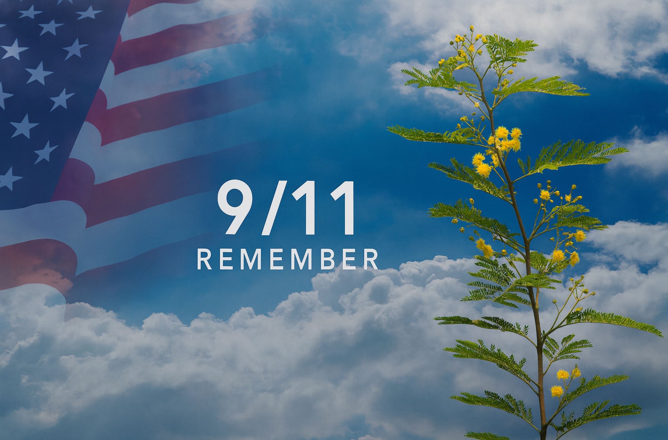 American flag blended into sky with clouds, young Acacia farnesiana 
tree with yellow flowers growing upward, and text 
