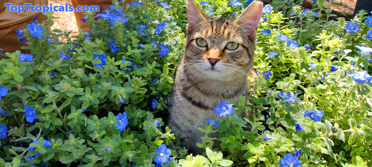 Cat with blue flowers