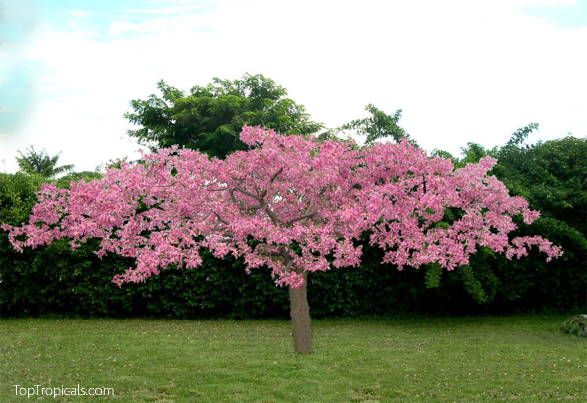 Dwarf Ceiba Pink Princess in full bloom