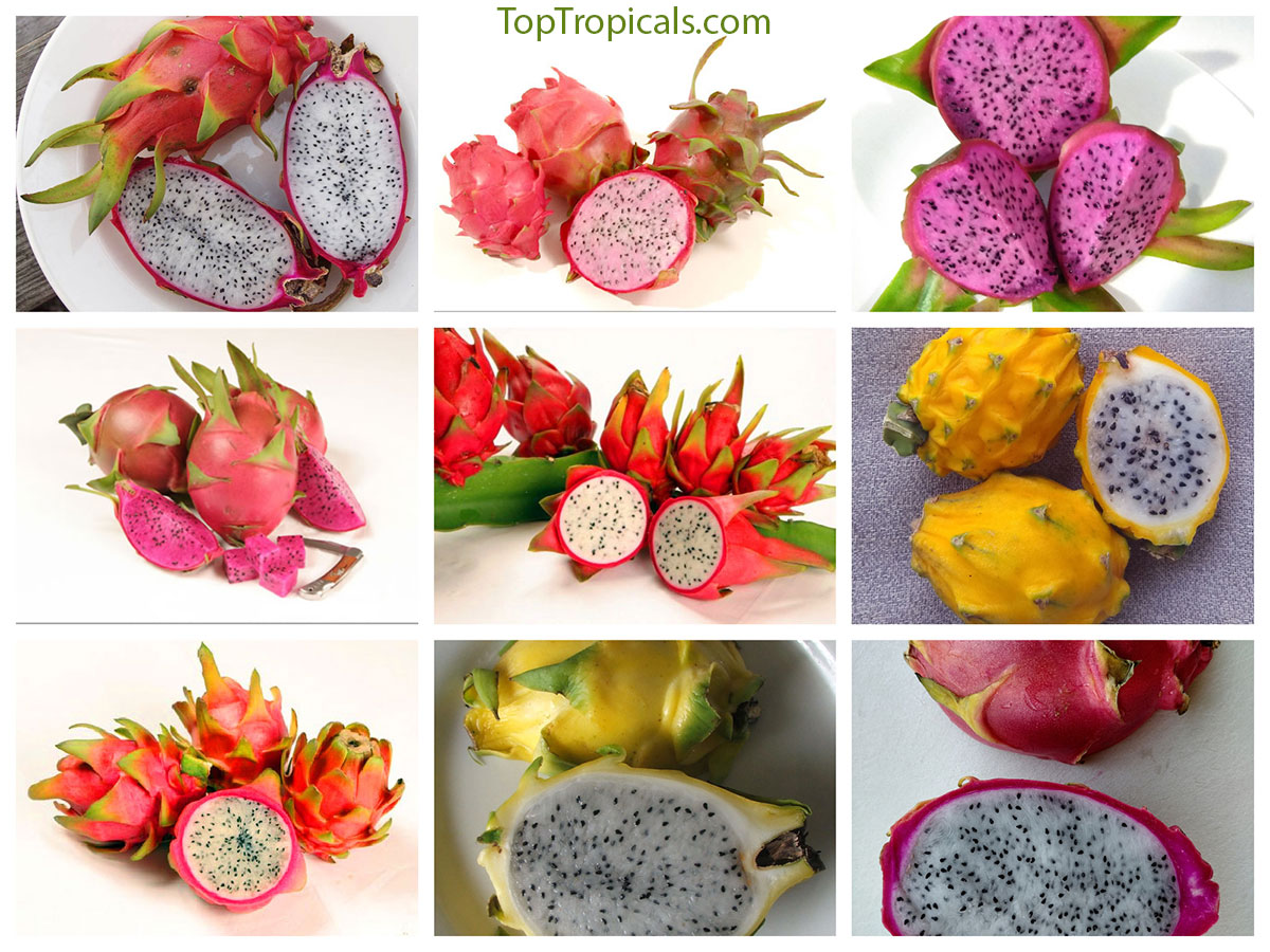Dragon fruit collage