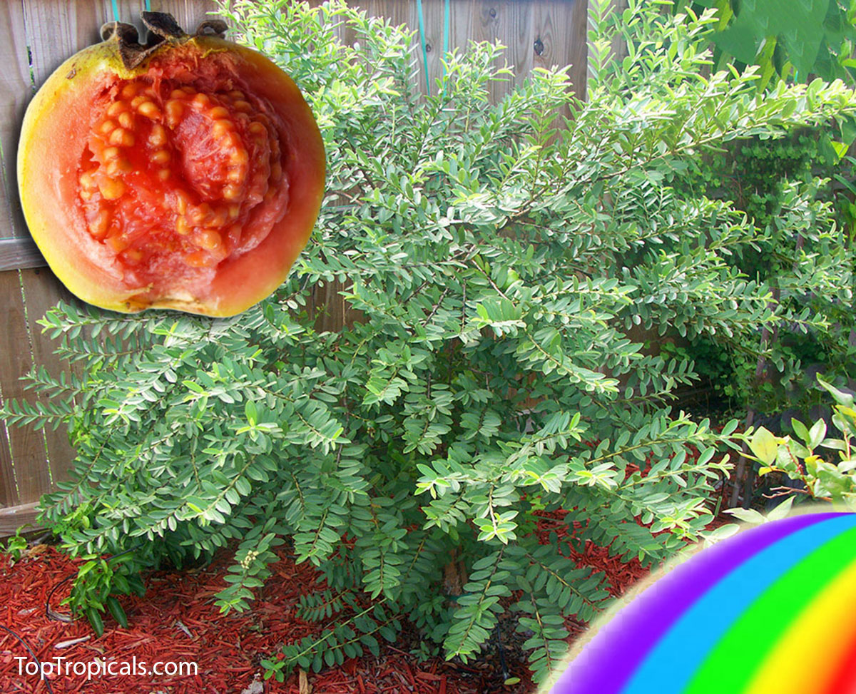 Dwarf Guava Hawaiian Rainbow tree with dense green foliage, inset 
showing pink-fleshed guava fruit with 
seeds.