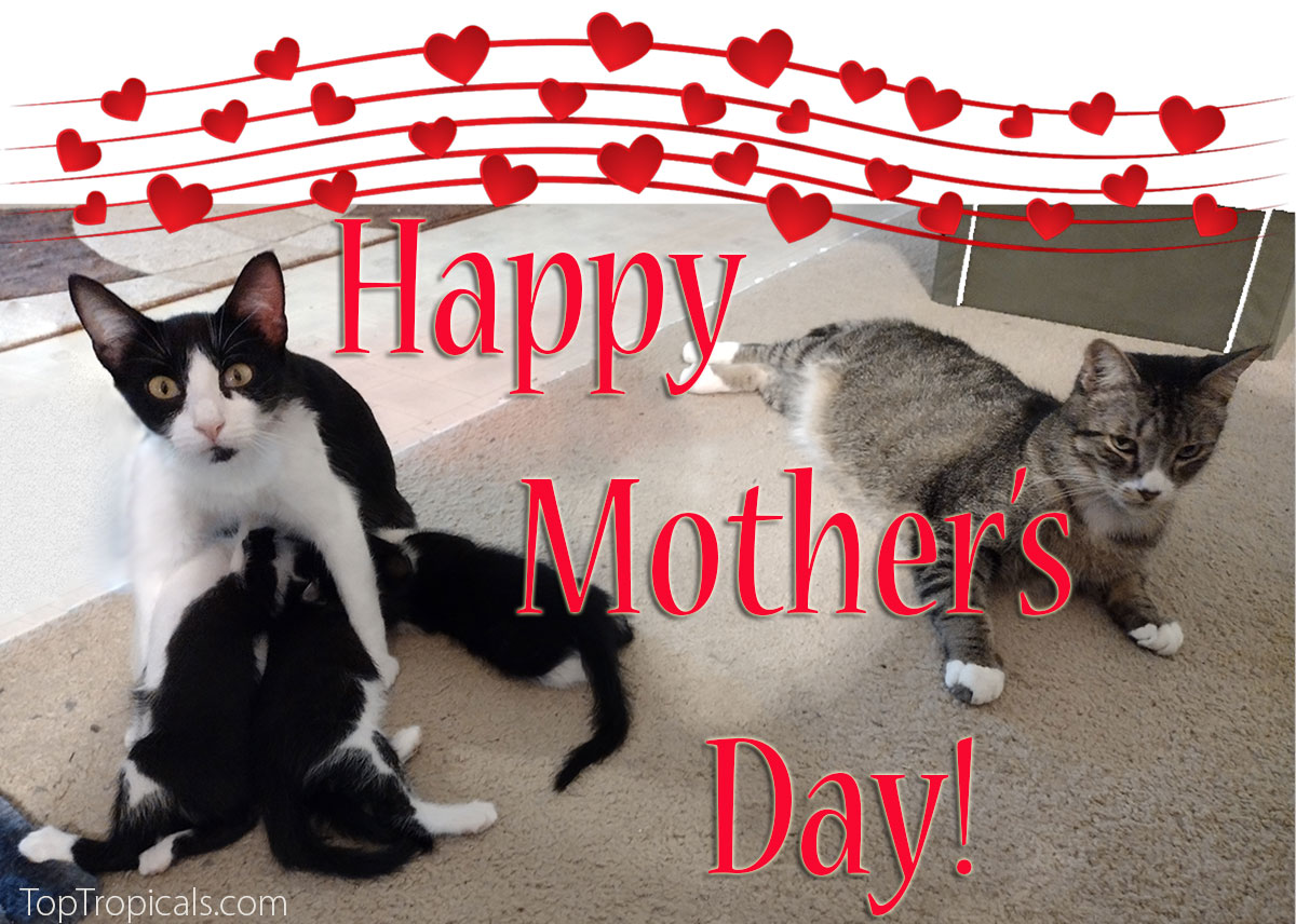 Happy Mothers Day cat with kittens