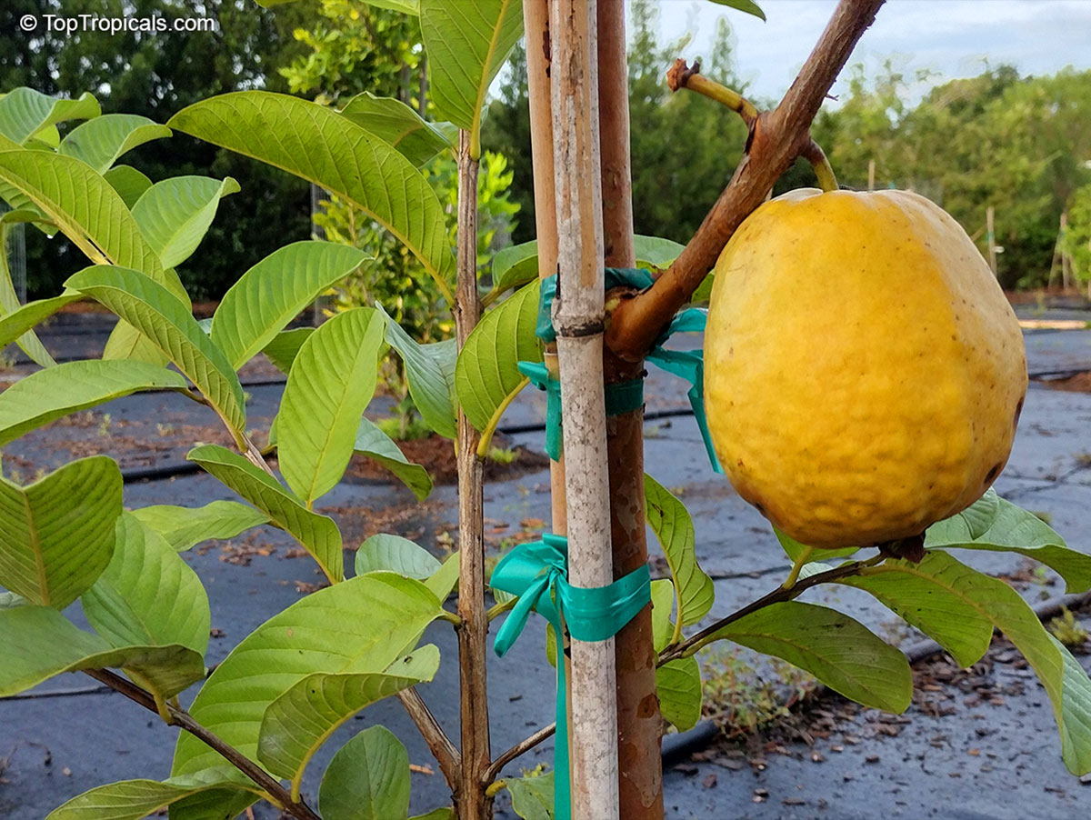 Ruby Supreme Guava tree with a large ripe yellow fruit, variety known 
for sweet pink flesh and reliable 
harvests.
