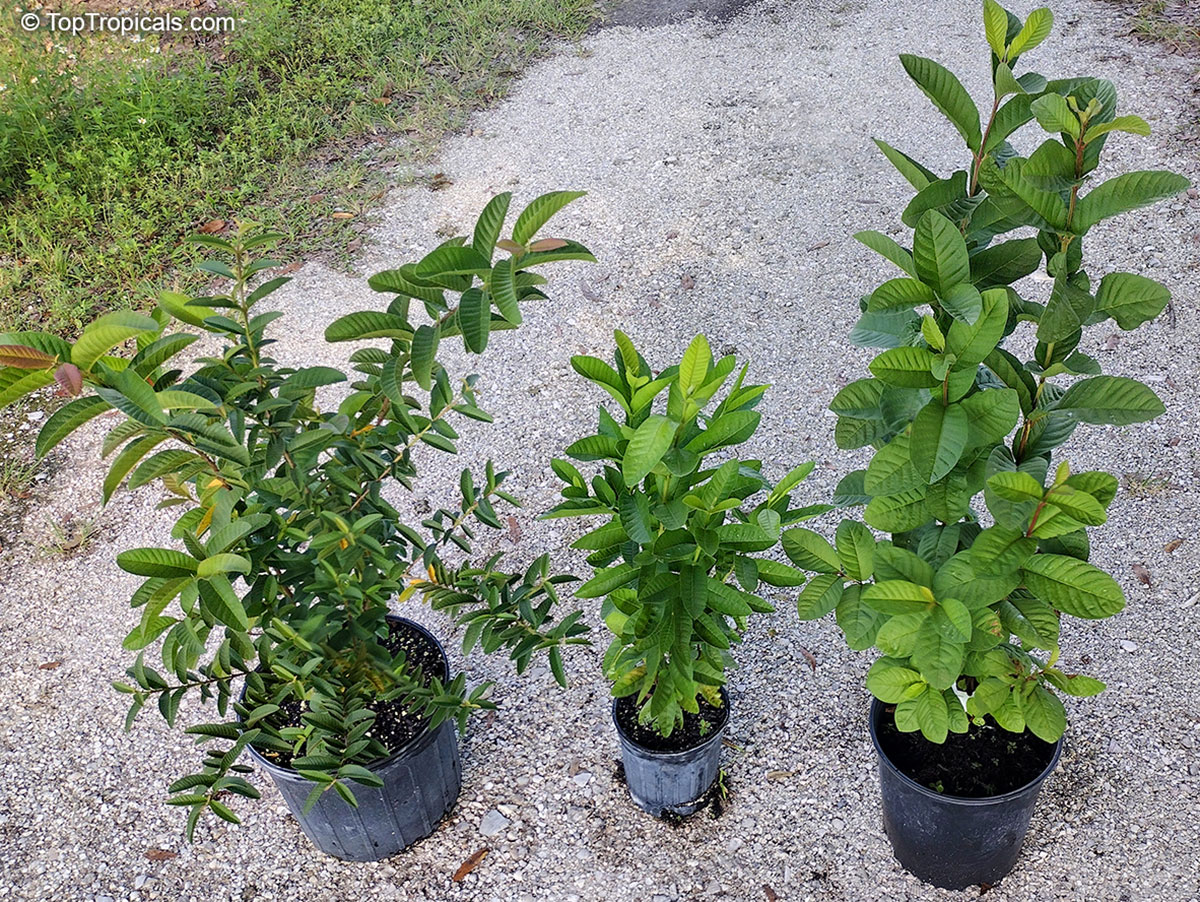 Guava trees for sale in 3-gallon nursery pots, healthy young plants 
with green 
foliage.