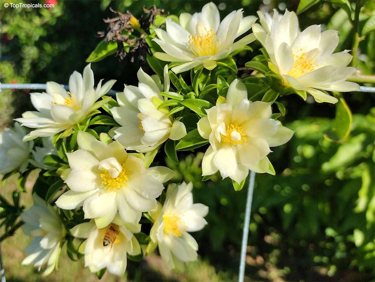 Perescia aculeata, Barbados Gooseberry flowers