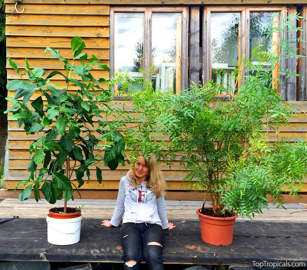 Woman sitting between two large potted tropical plants on a wooden deck
 in front of a house, preparing to move them indoors for the winter.