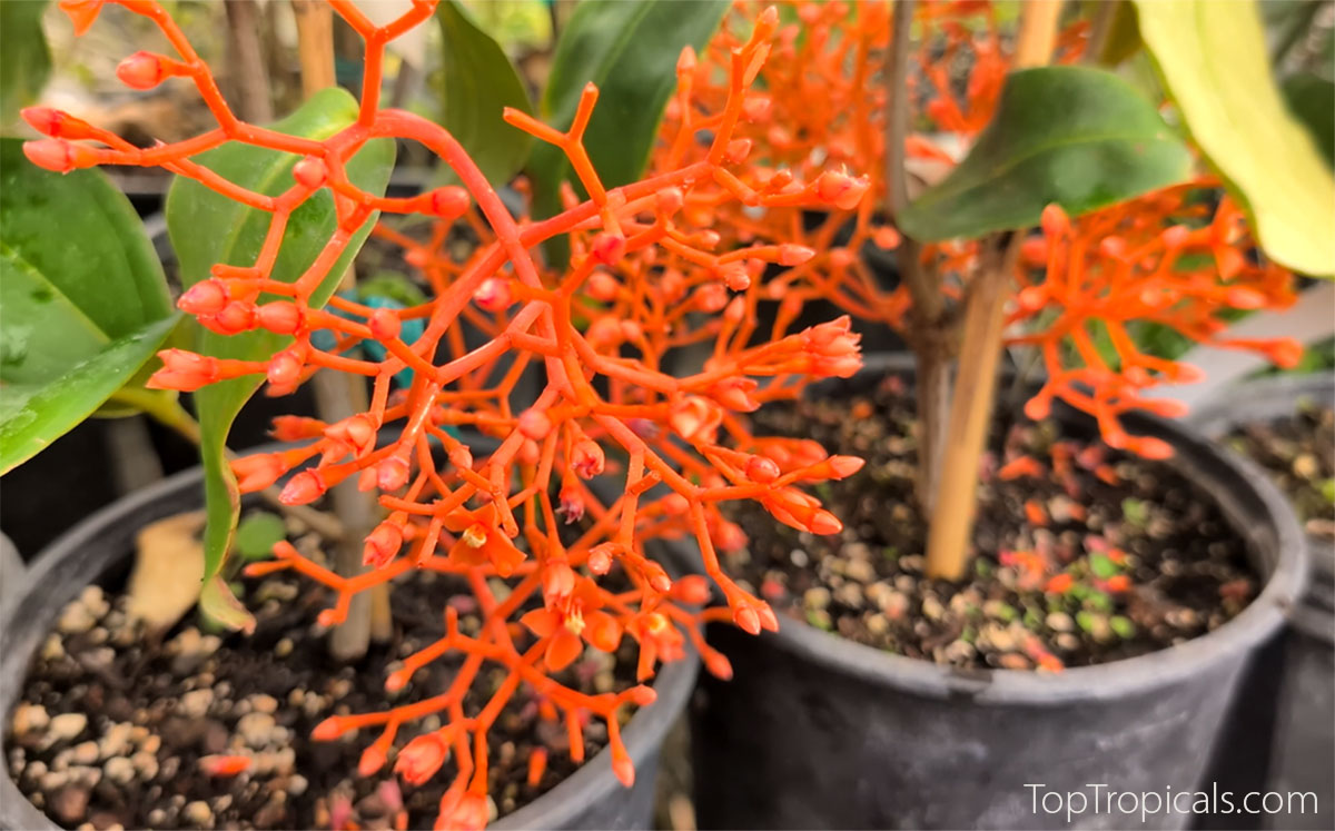 Medinilla scortechinii - Orange Coral Spike