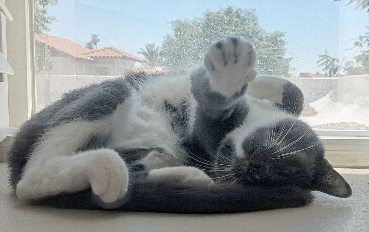 Macaron the tuxedo cat lying lazily on his side in a sunny windowsill, one paw raised mid-stretch as he naps through the summer 
heat.