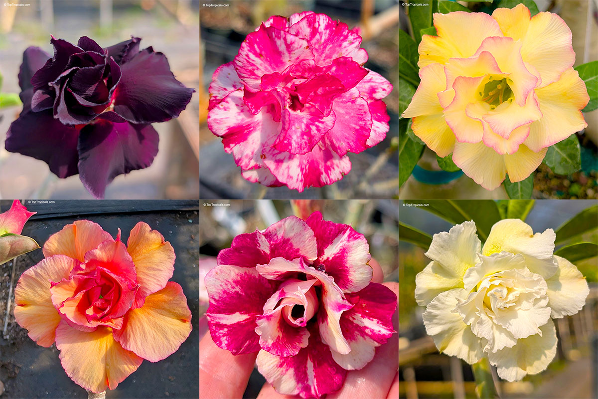 Six desert rose adenium hybrids with black, pink, yellow, orange, and bicolor flowers in 
bloom.