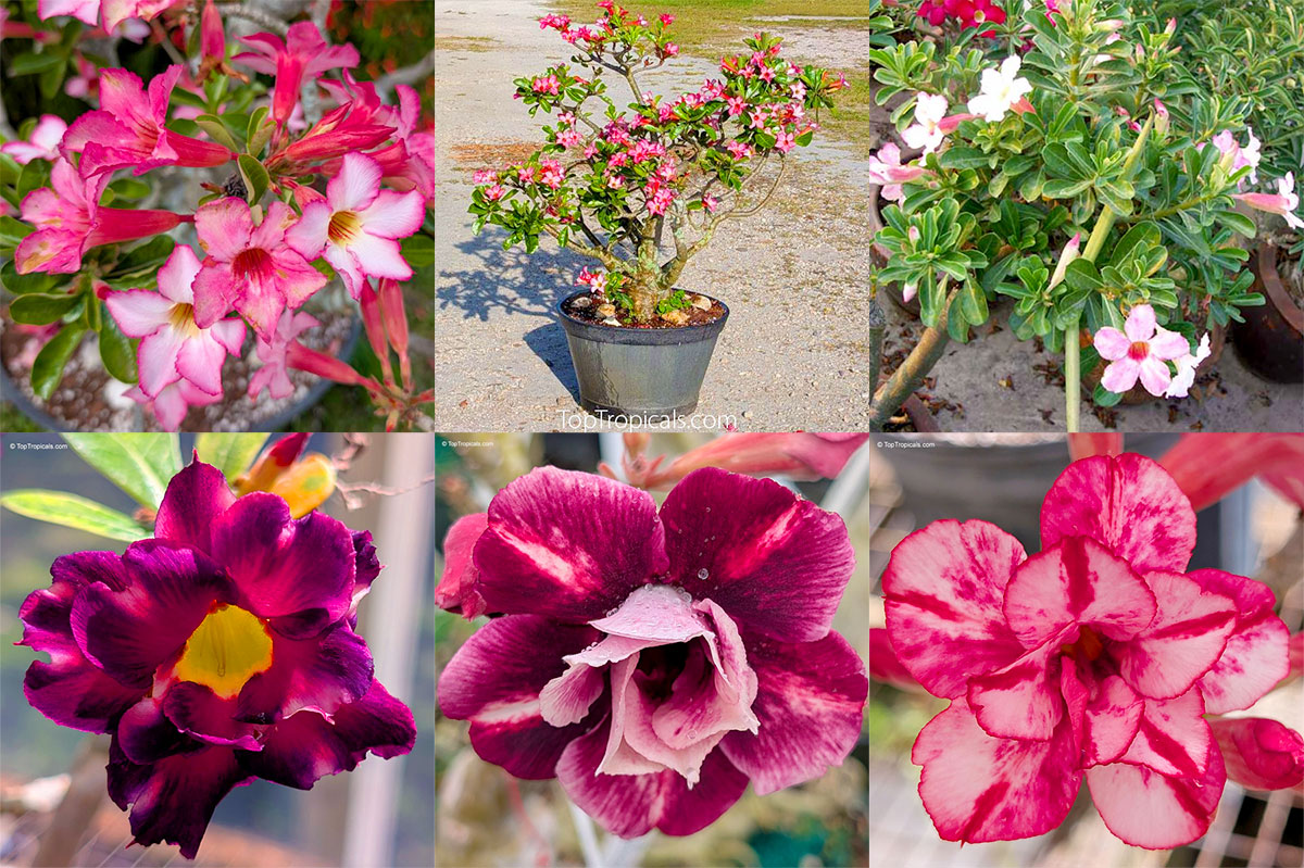 adenium desert rose flowers and plants in pots showing pink, red, purple, and bicolor 
blooms.