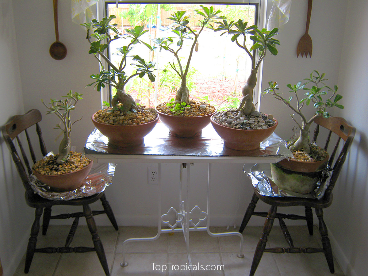 Adeniums overwintering indoors