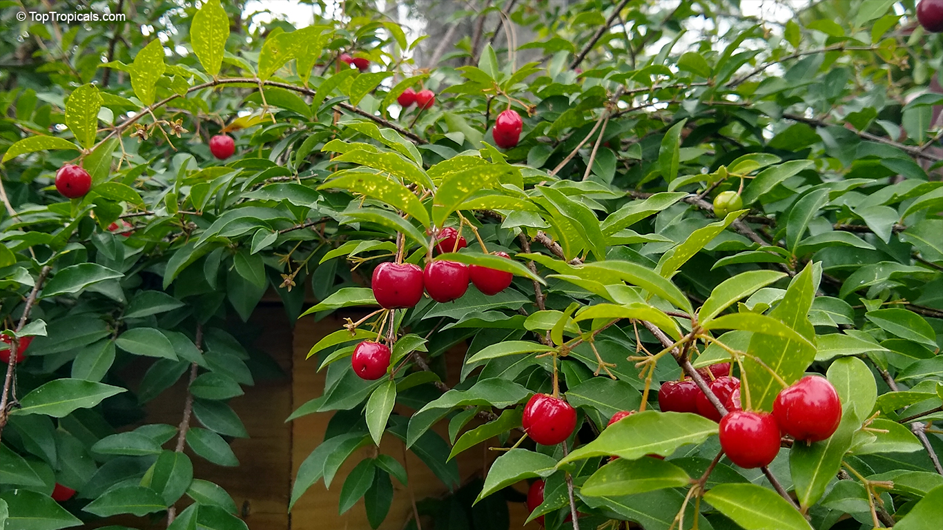 Malpighia Barbados cherry fruit on a branch