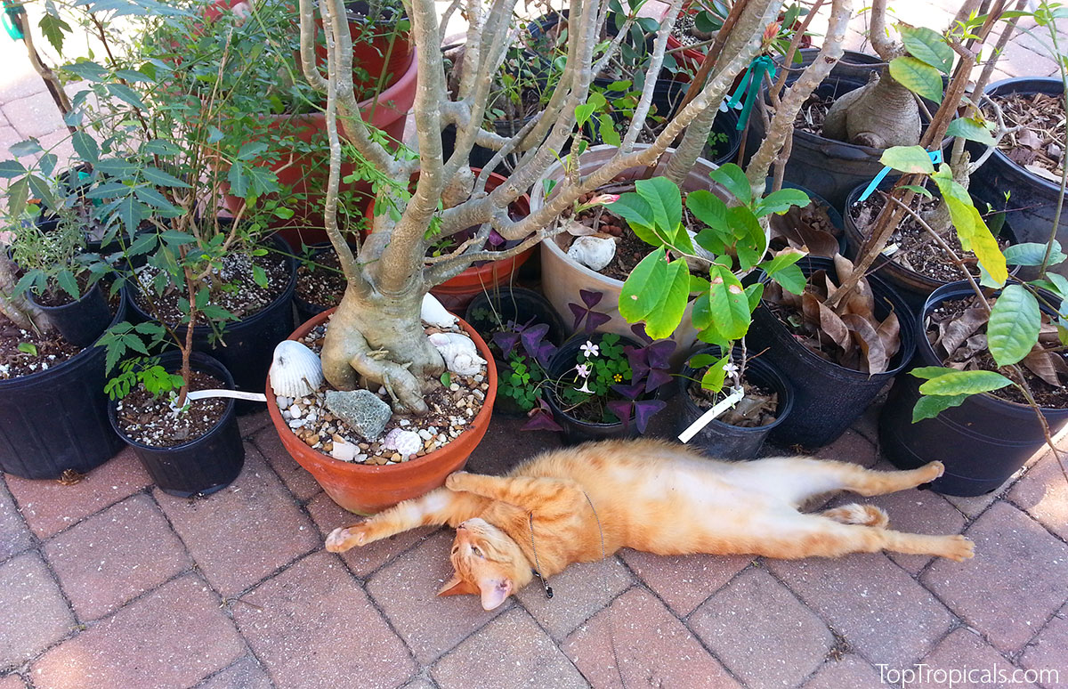 Potted plants and a cat